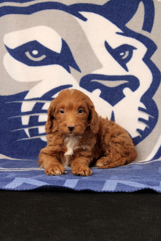 puppy, for, sale, Mini Goldendoodle F1B, Matthew B. Stoltzfus, dog, breeder, Gap, PA, dog-breeder, puppy-for-sale, forsale, nearby, find, puppyfind, locator, puppylocator, aca